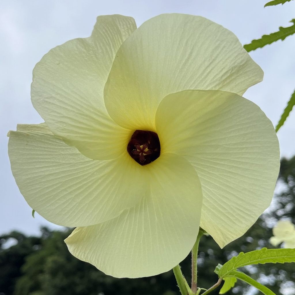 トロロアオイ：花を正面から