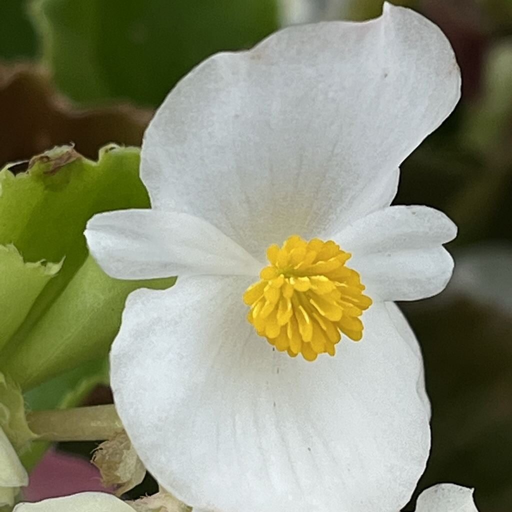 シキザキベゴニア：白色の雄花