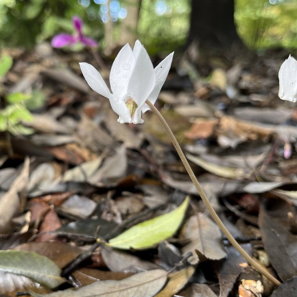 Cyclamen hederifolium - White