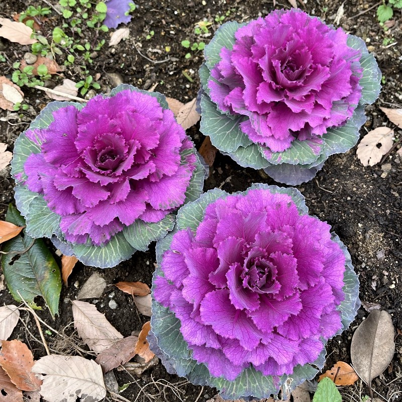 Brassica oleracea - Three Purples