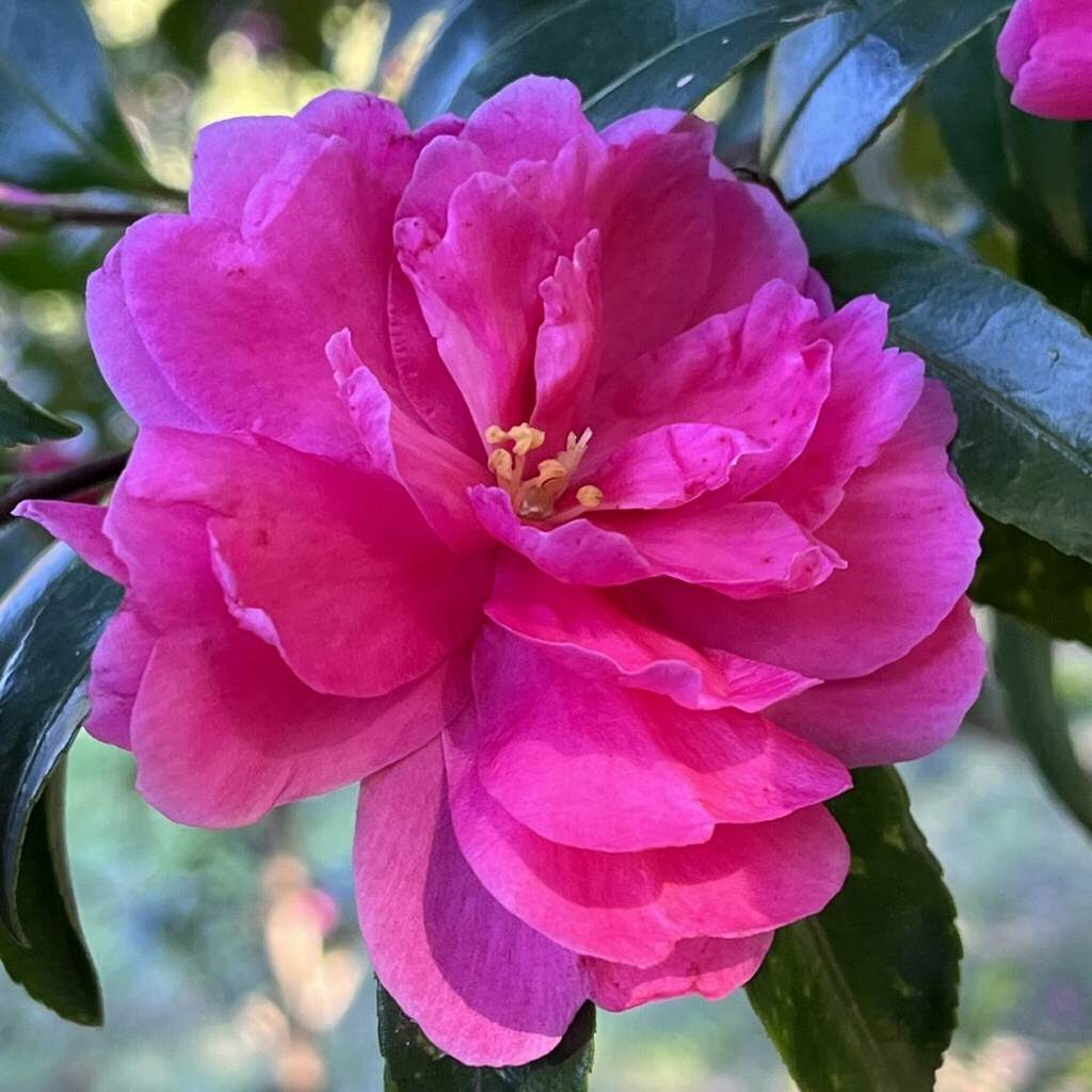 Camellia sasanqua - Pink double