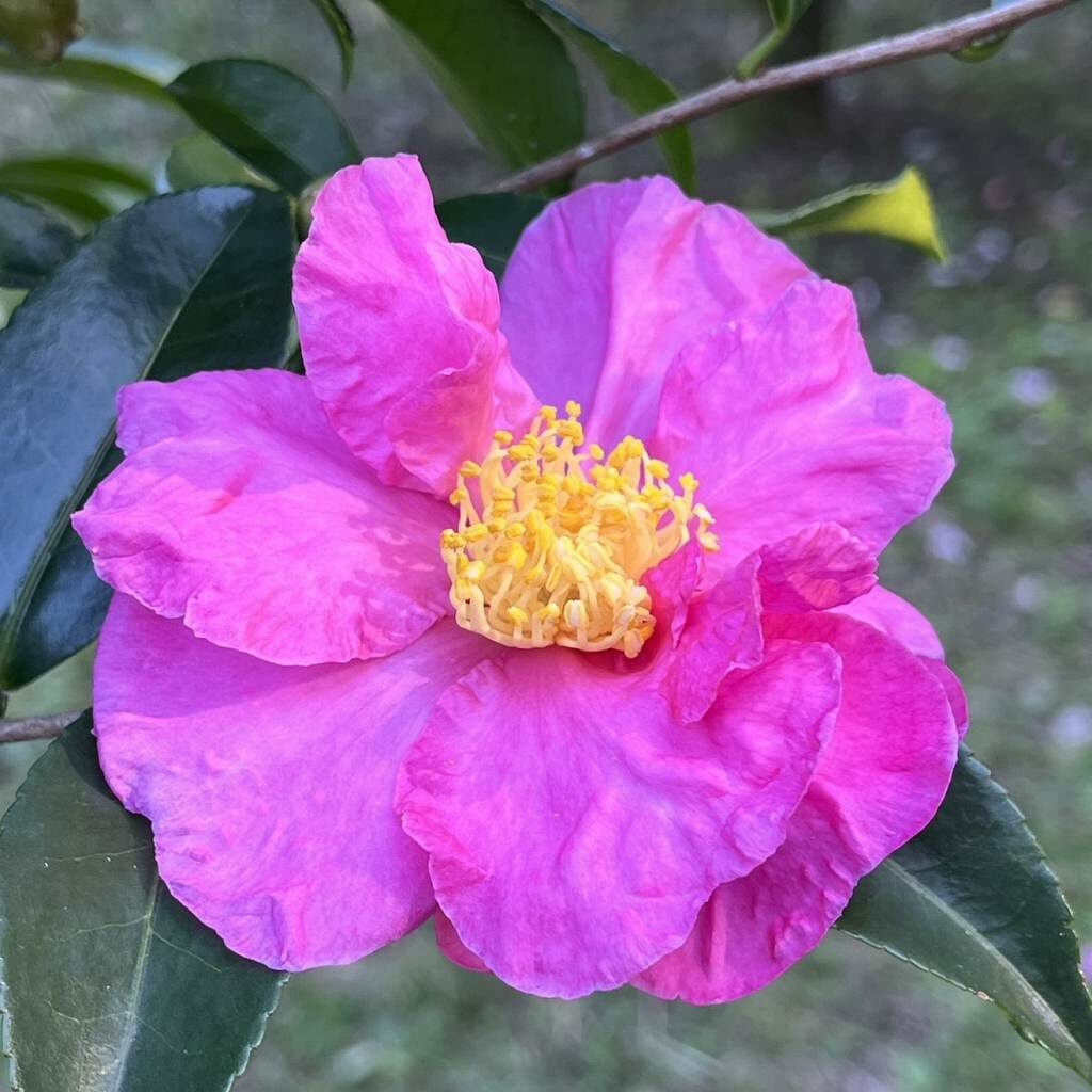 Camellia sasanqua - Pink from the front