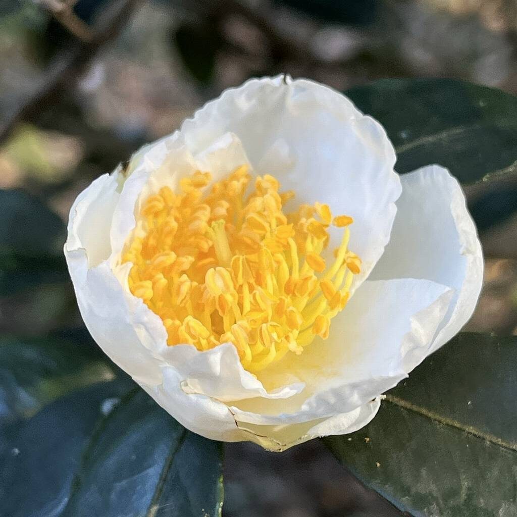 Camellia sasanqua - White