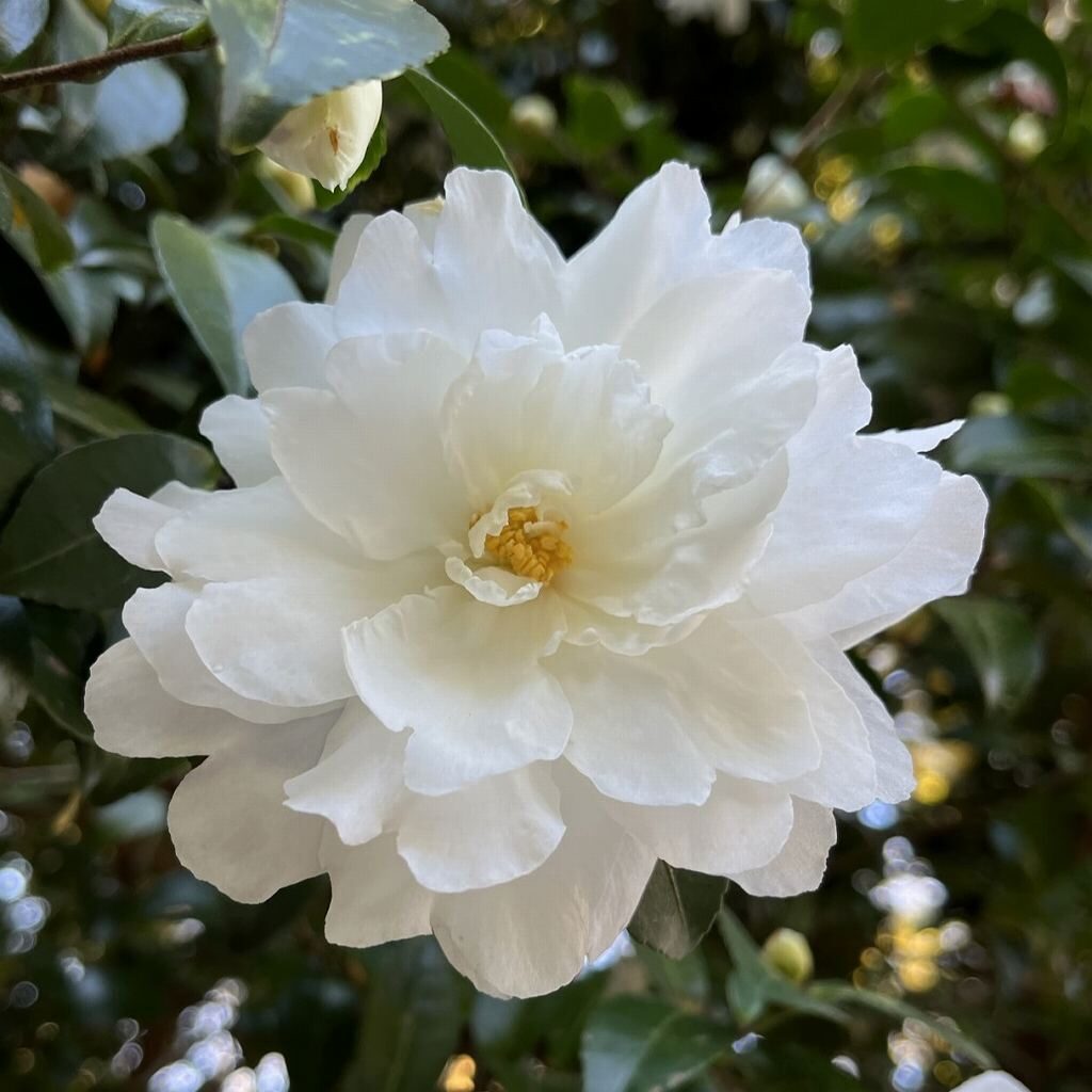 Camellia sasanqua - White double