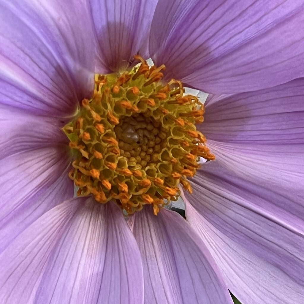 Dahlia imperialis - Flower up close