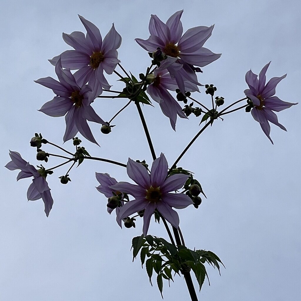 Dahlia imperialis - Flowers