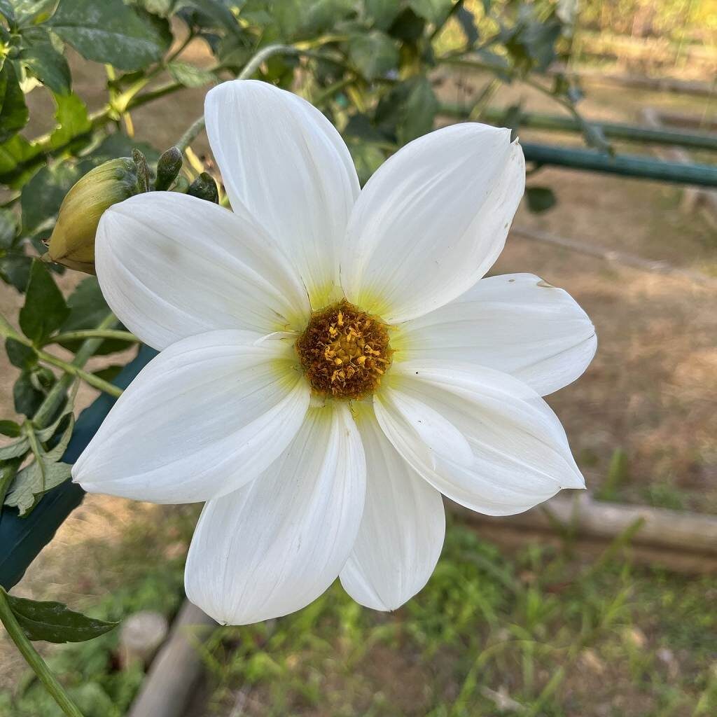 Dahlia imperialis - White flower