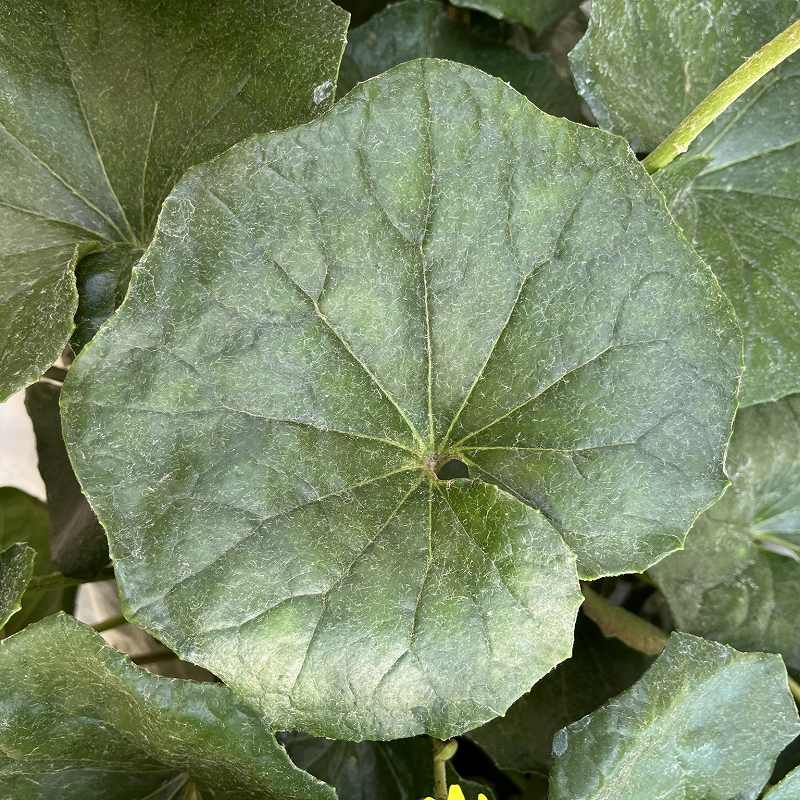 Farfugium japonicum - Leaf