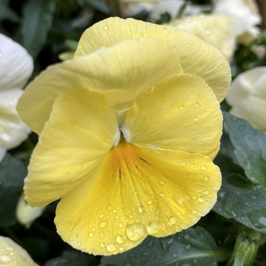 Viola x wittrockiana - Pale Yellow