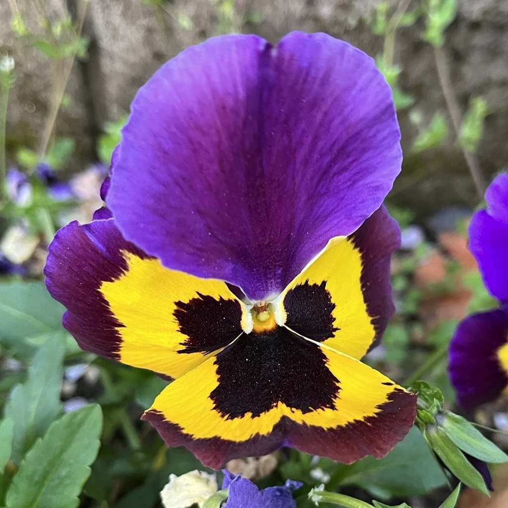 Viola x wittrockiana - Purple