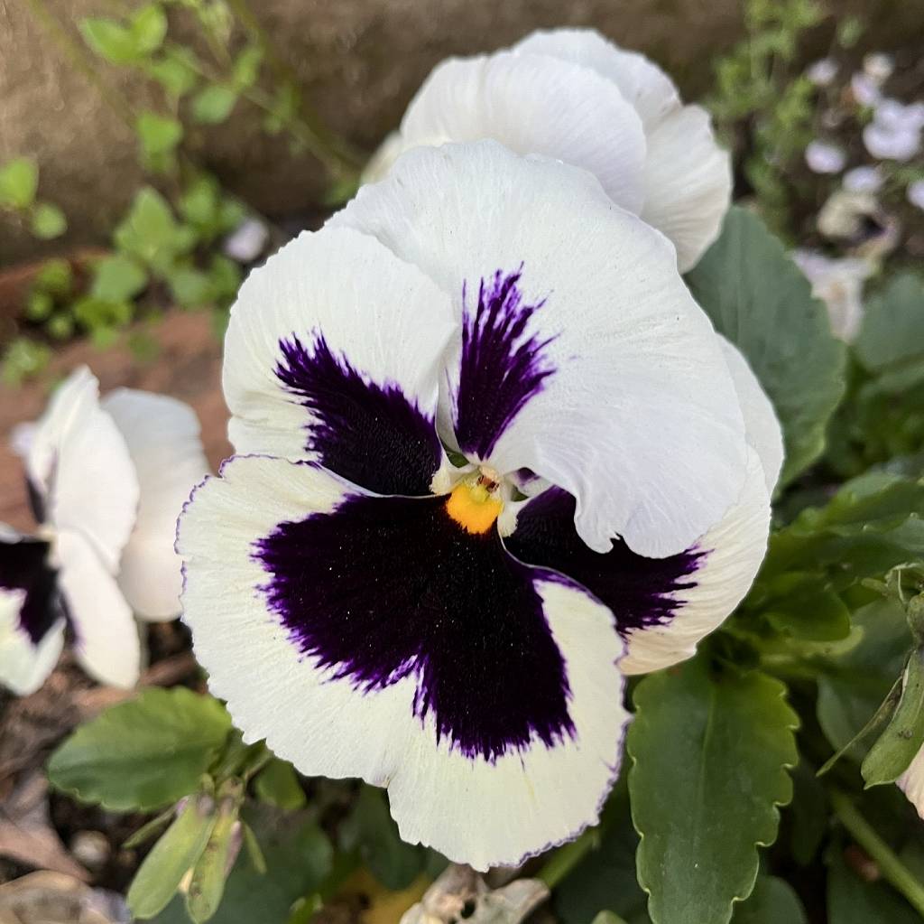 Viola x wittrockiana - White