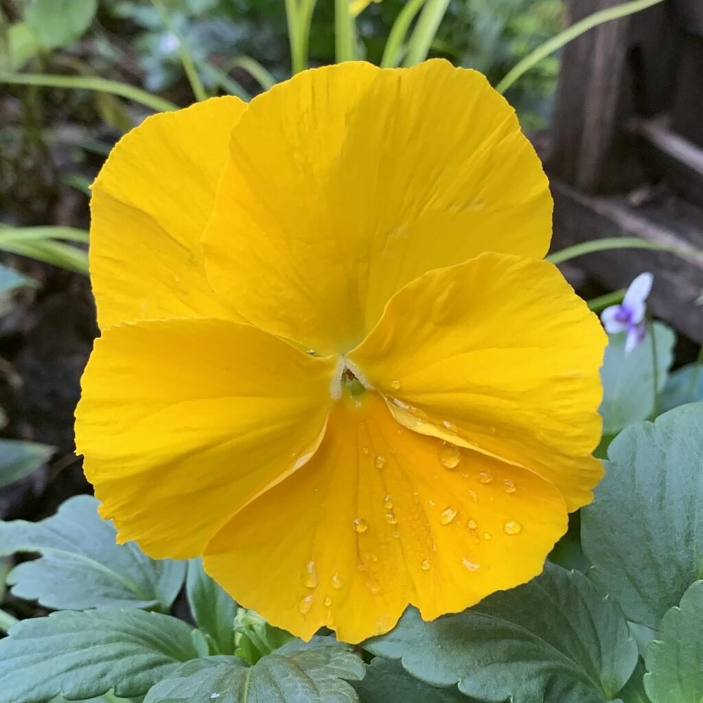 Viola x wittrockiana - Yellow
