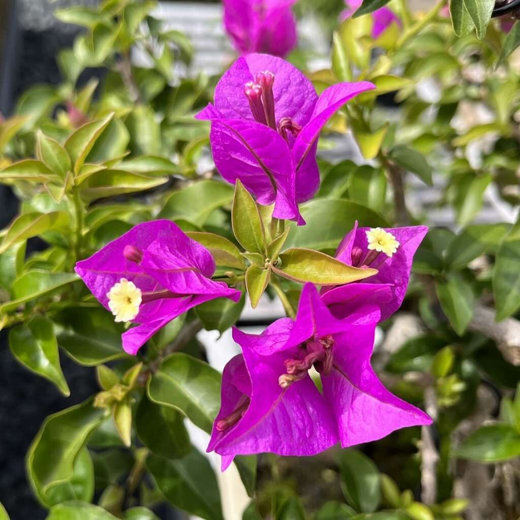 Bougainvillea - Purple flowering