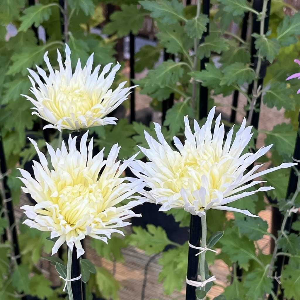 Chrysanthemum morifolium - Edo-giku white