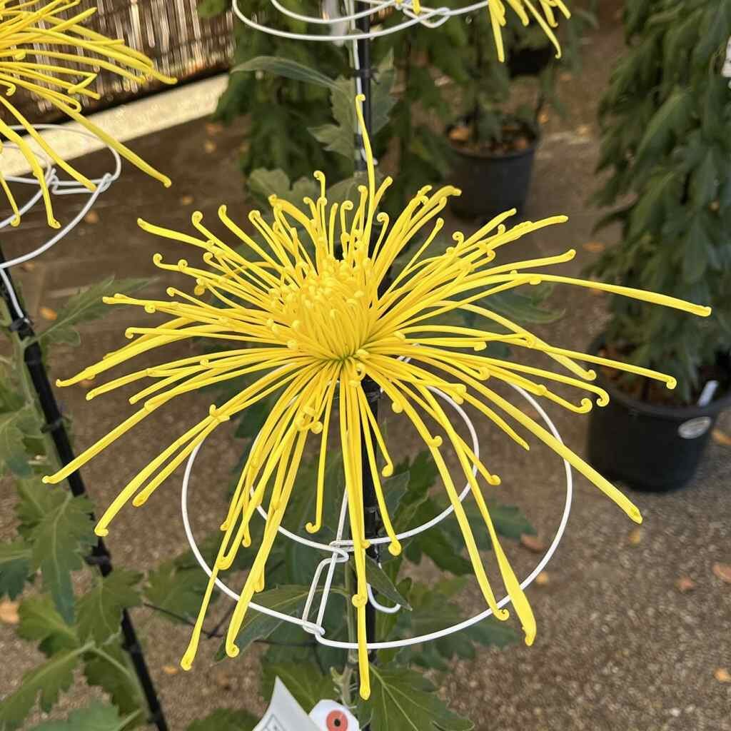 Chrysanthemum morifolium - Tube yellow