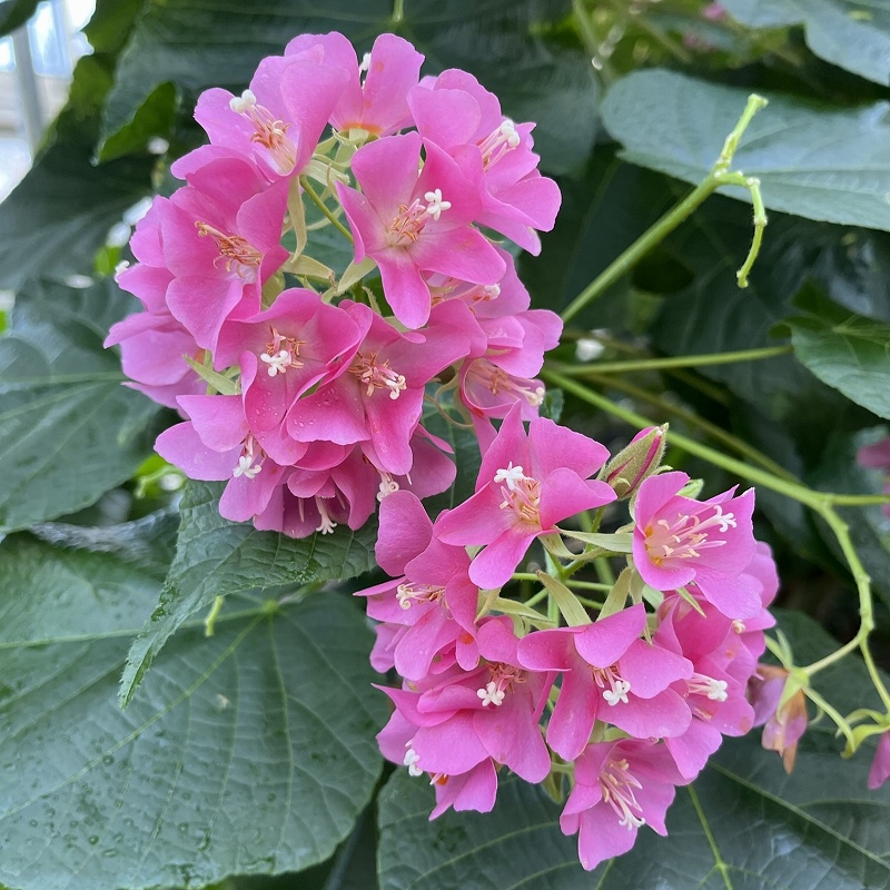 Dombeya - Bloom of flowers