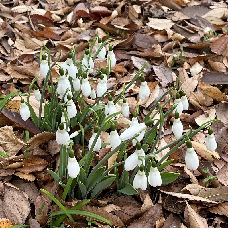 Galanthus - From above