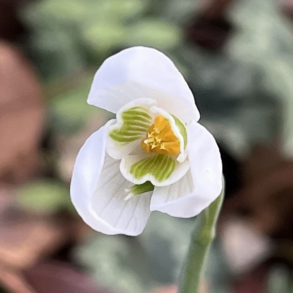 Galanthus - From below up close