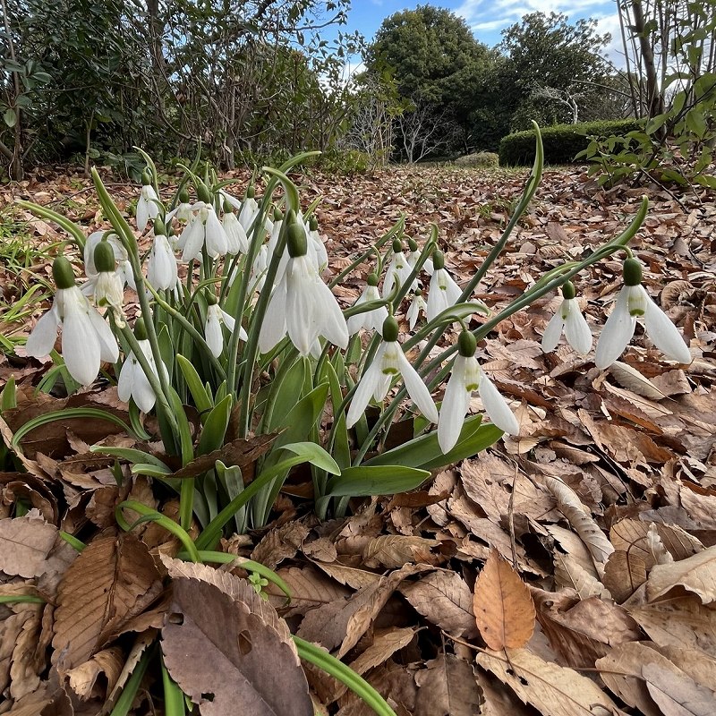Galanthus - From the side