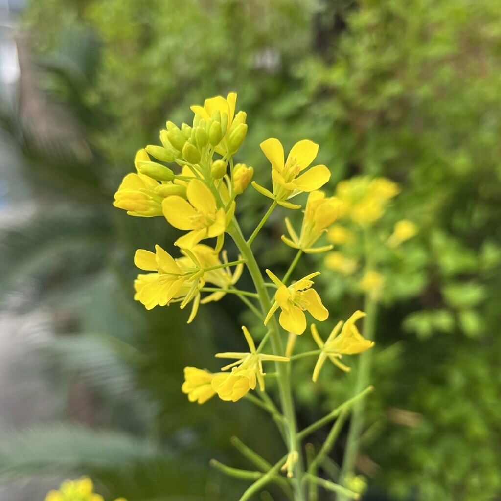 Brassica juncea - Flowers