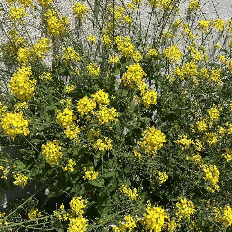 Brassica napus - Many Flowers