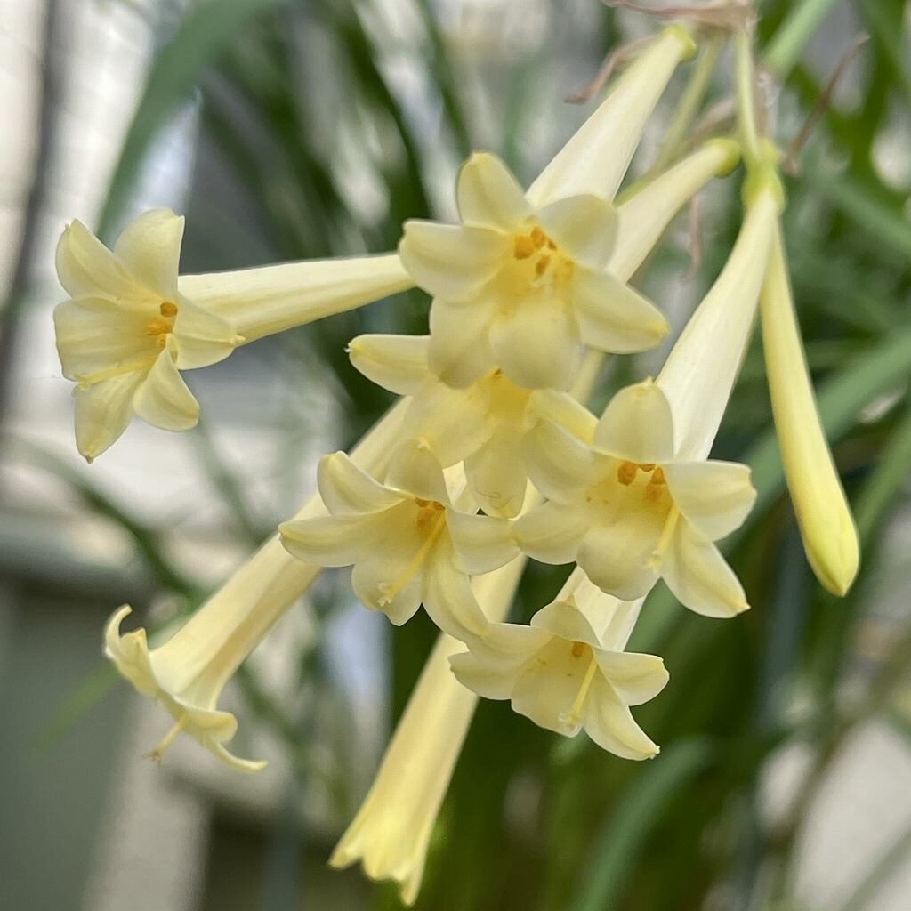 Cyrtanthus mackenii - Cream flowers
