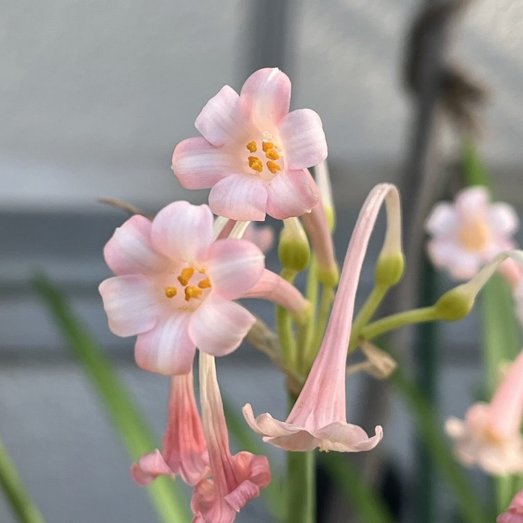 Cyrtanthus mackenii - Pink front