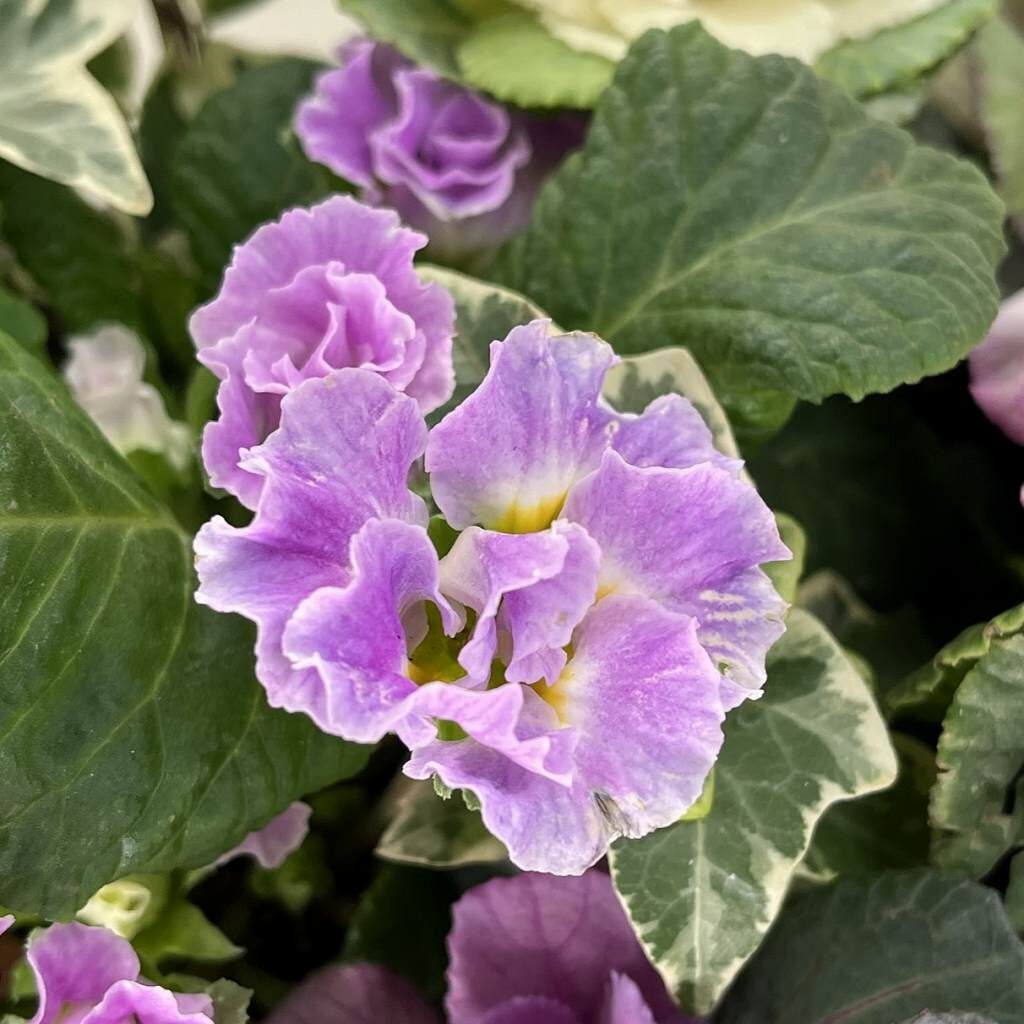 Primula polyantha - Purple