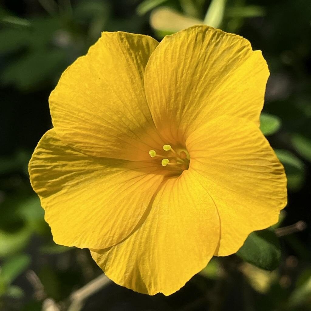 Reinwardtia indica - Angle of flower