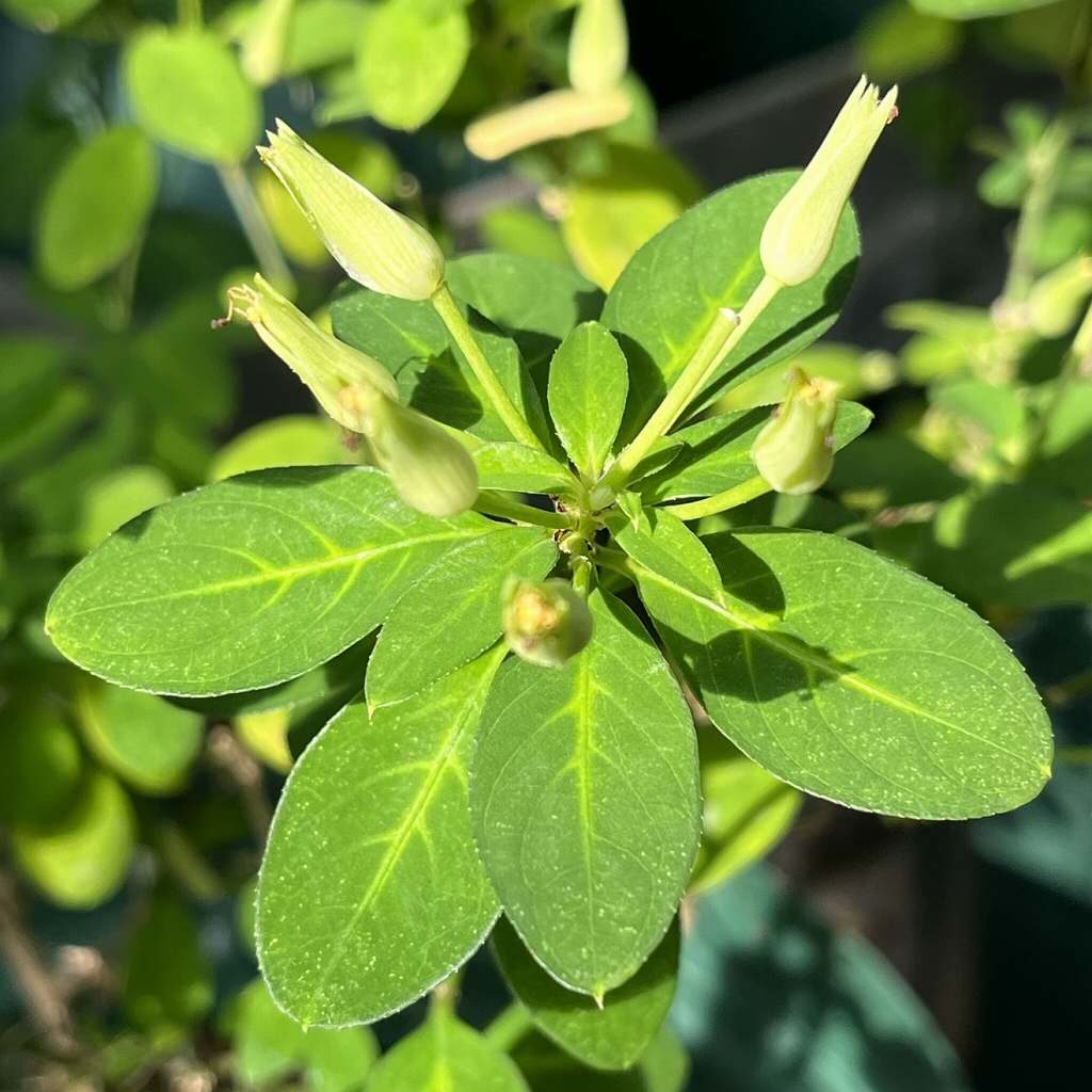 Reinwardtia indica - Leaves & buds