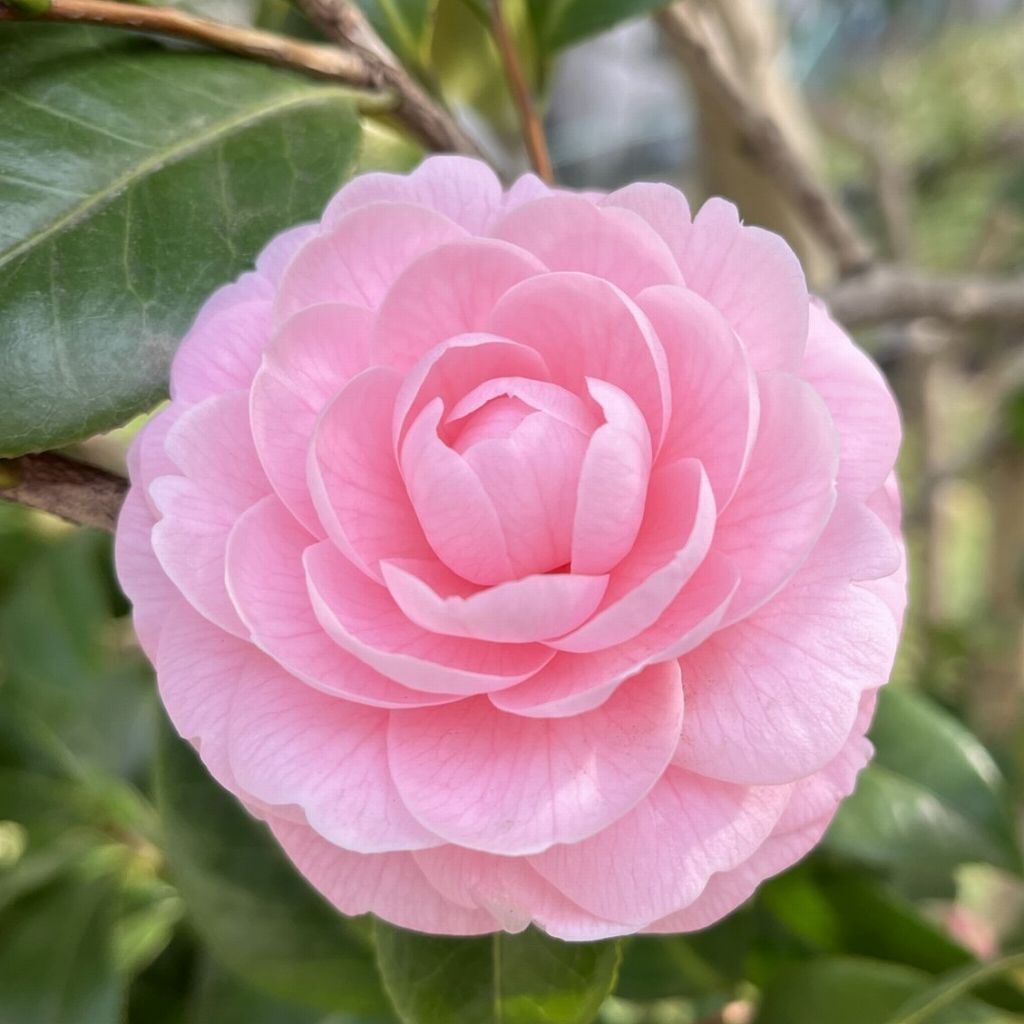 Camellia - Doubled Pink