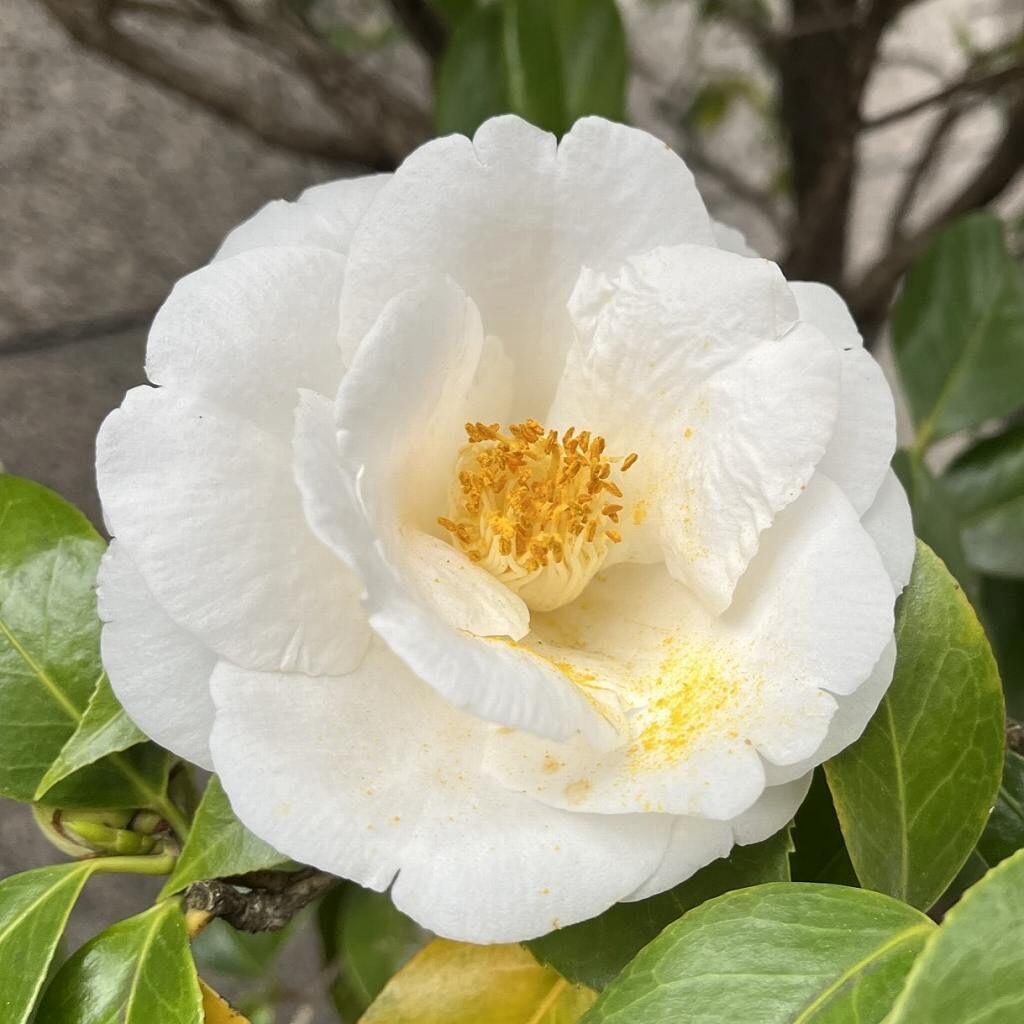 Camellia - Doubled White