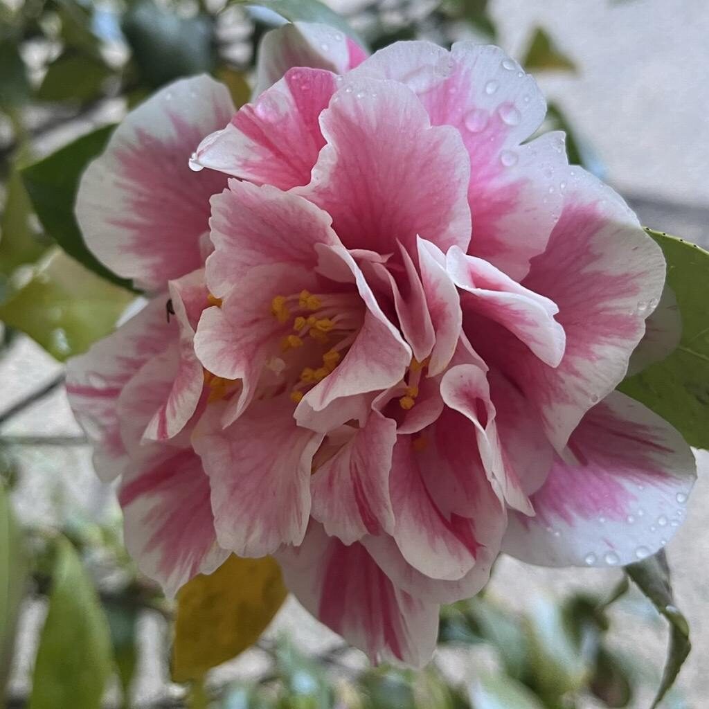Camellia - Frilled Pink