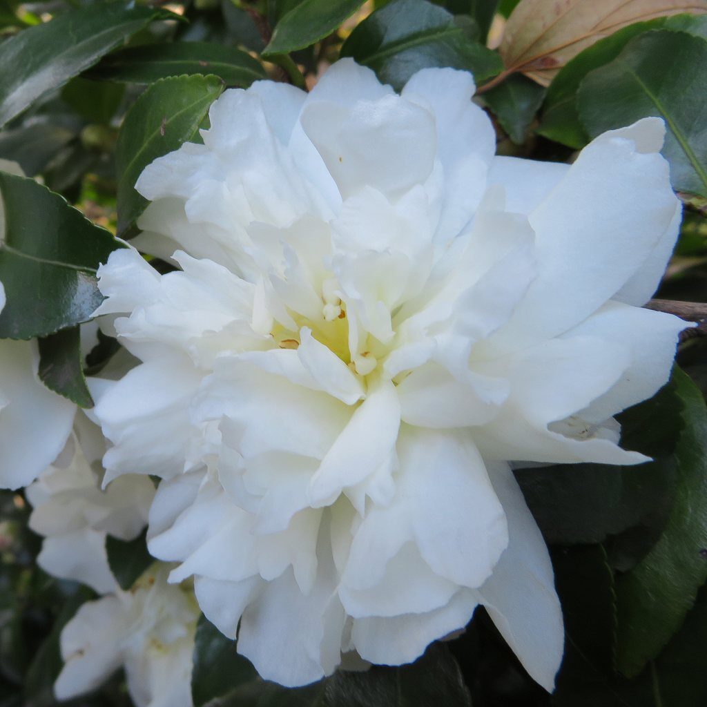 Camellia - Frilled White