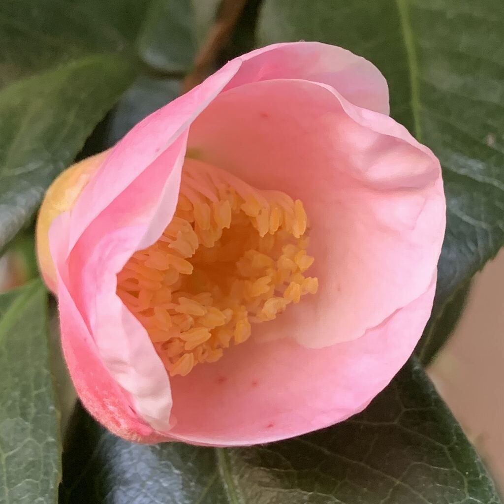 Camellia - Singled Pink