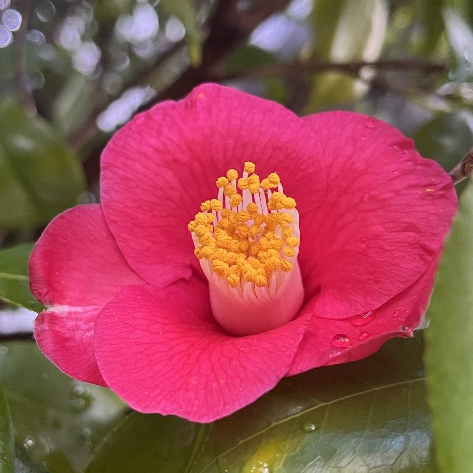ツバキ / Camellia