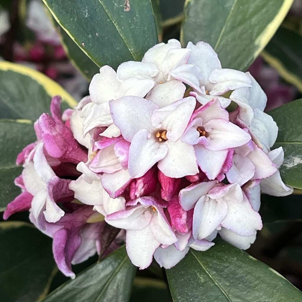 Daphne odora - After flowering