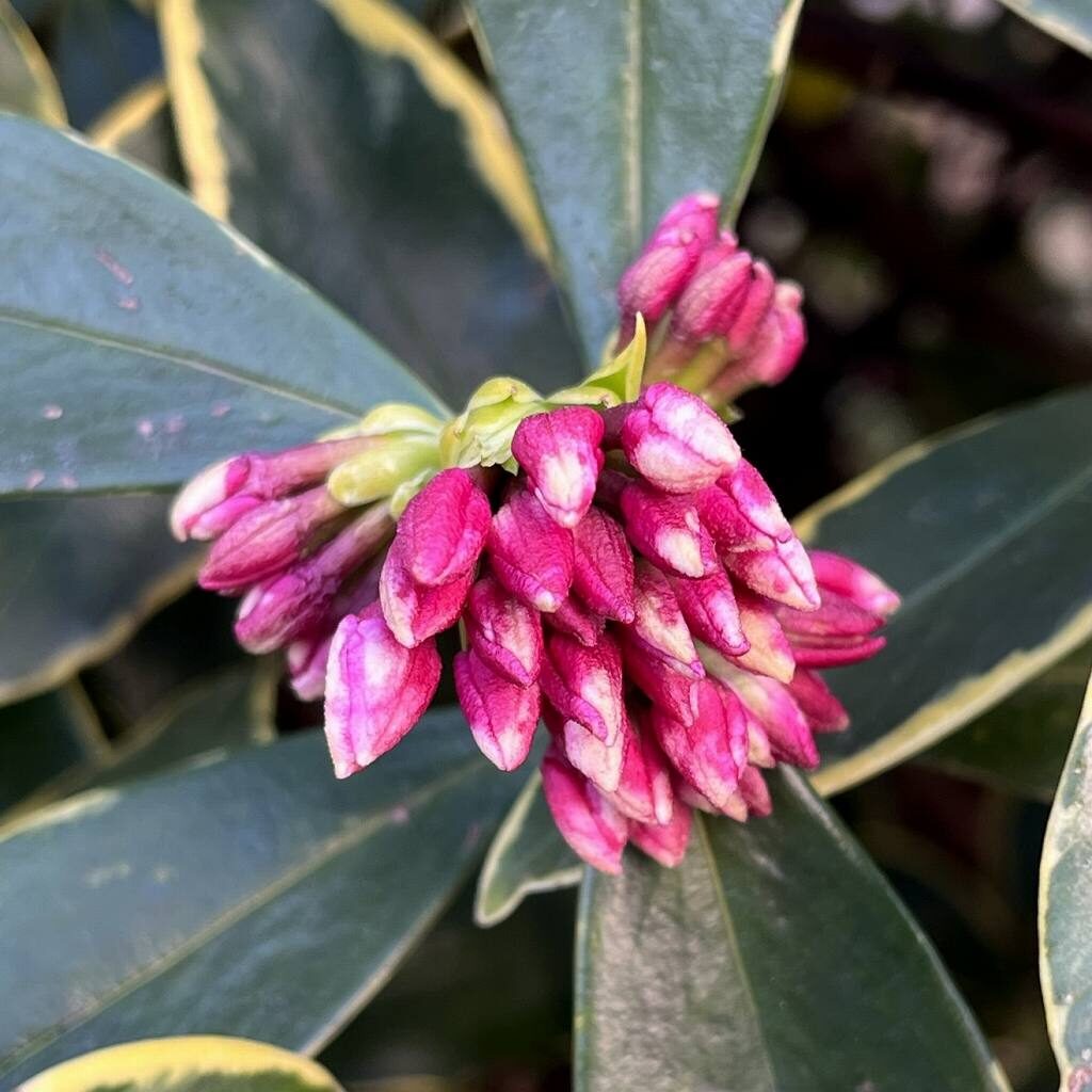 Daphne odora - Before flowering