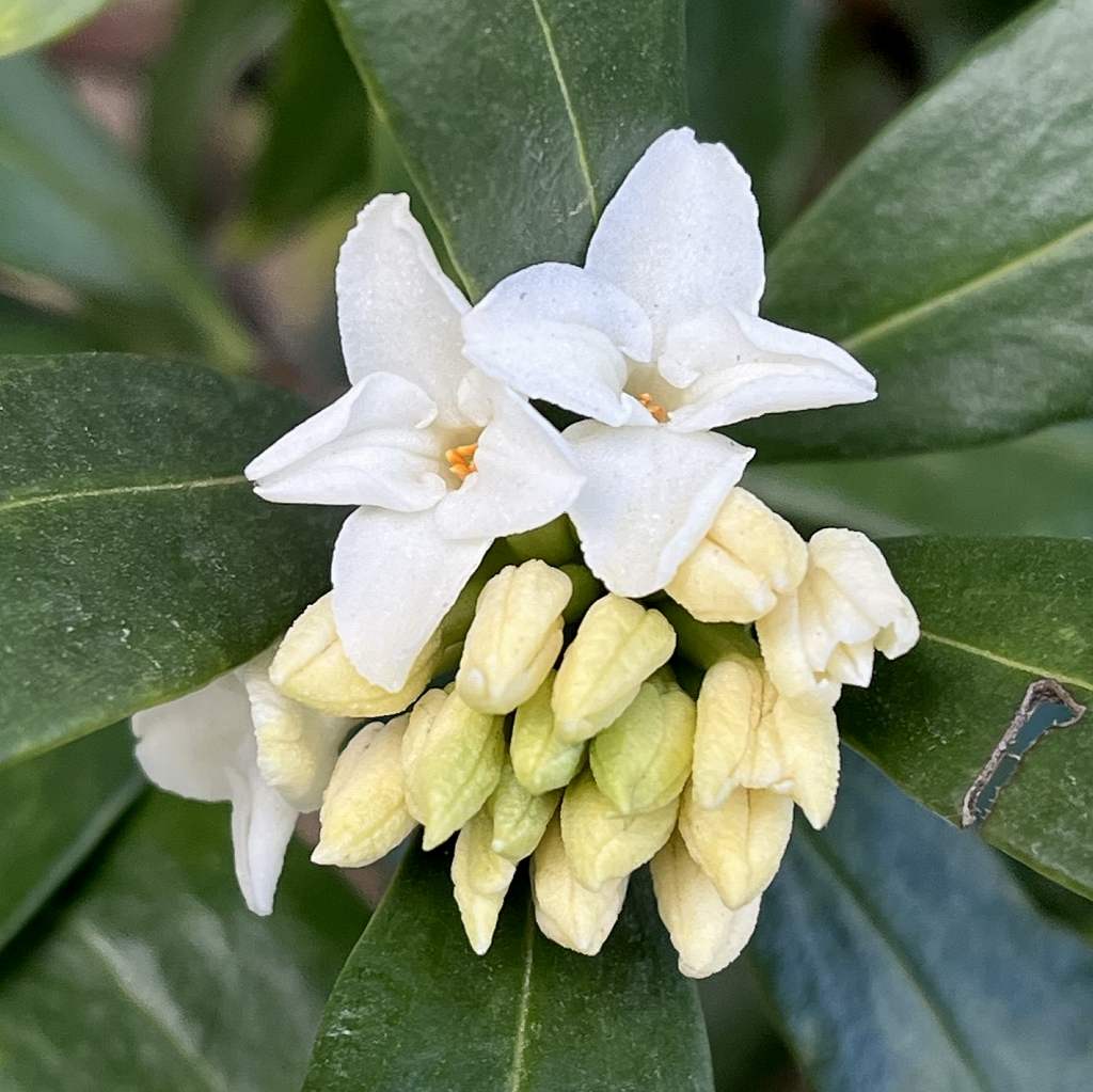 Daphne odora alba - Beginning of flowering