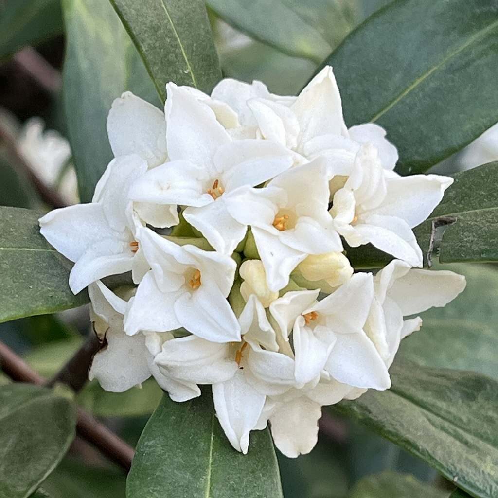 Daphne odora alba - End of flowering