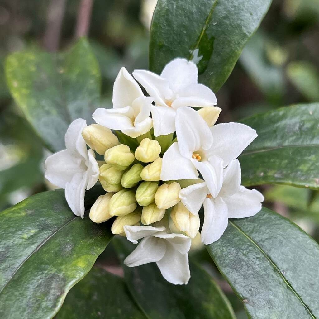 Daphne odora alba - In the middle of flowering