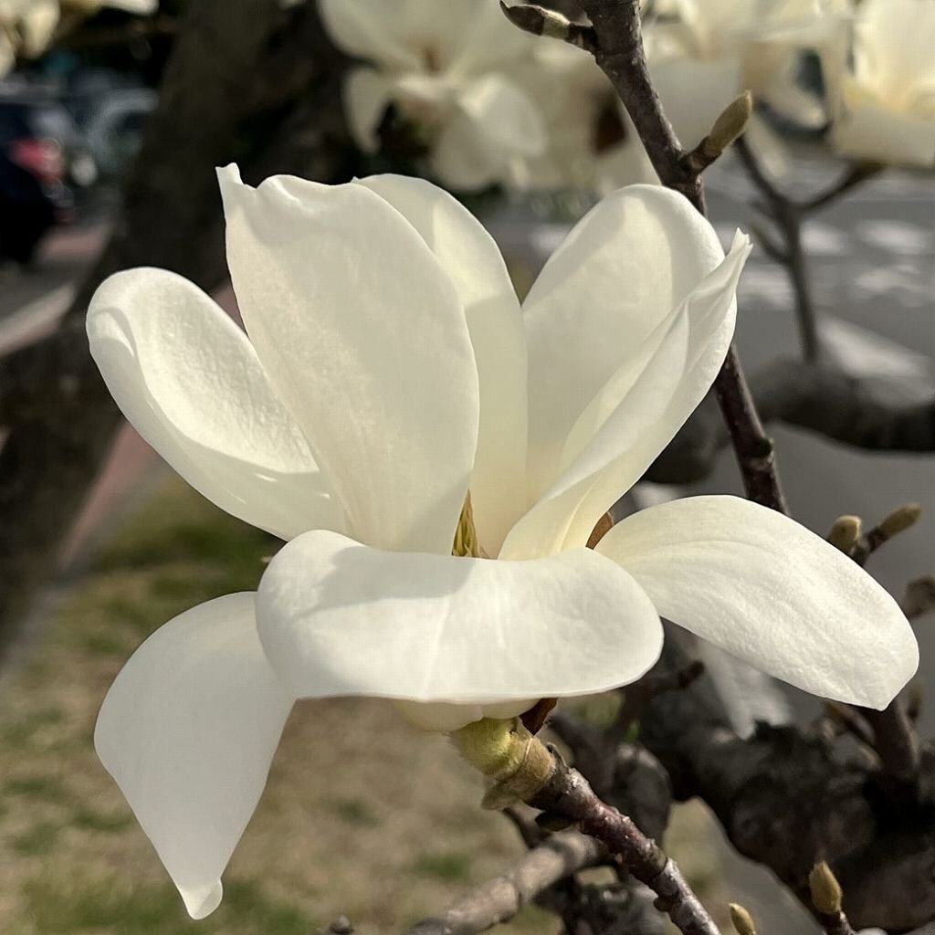 Magnolia denudata - Flower from the side