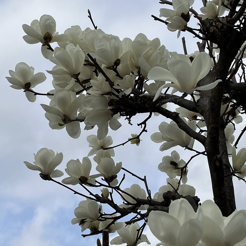 Magnolia denudata - Flowers on the branch
