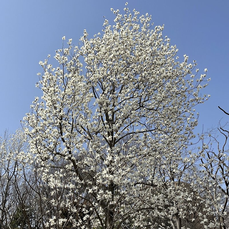 Magnolia denudata - Flowers on the tree