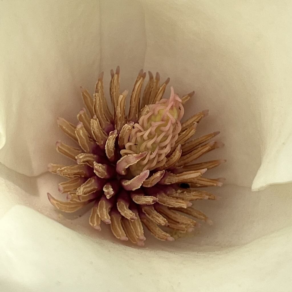 Magnolia denudata - In the flower