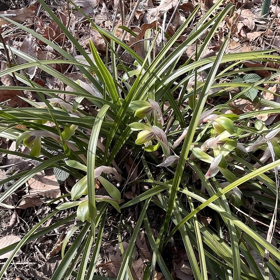 Cymbidium goeringii - leaves and flowers