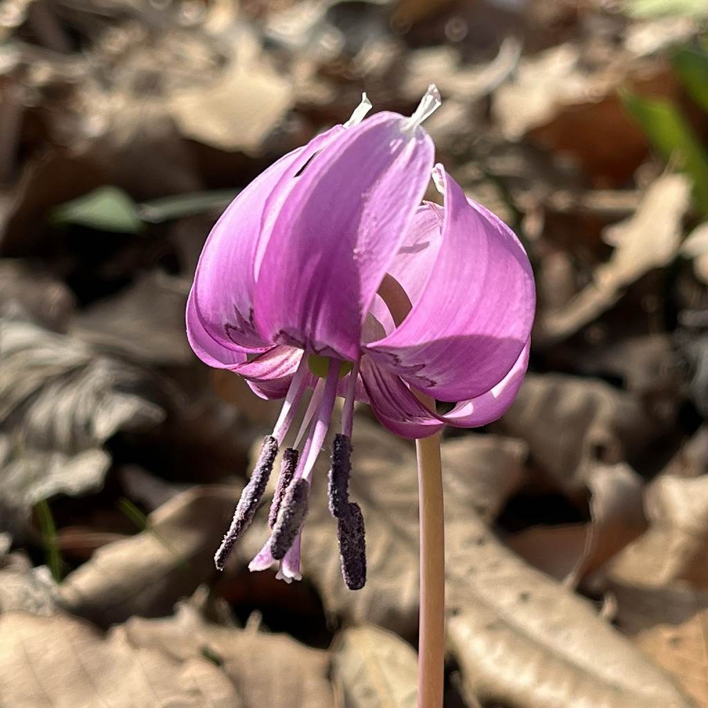 Erythronium japonicum - deep purple flower up close