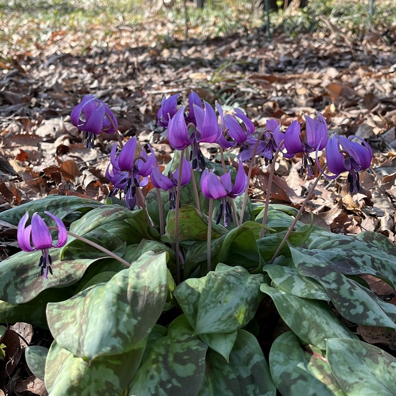 Erythronium japonicum - deep purple flowers a lot