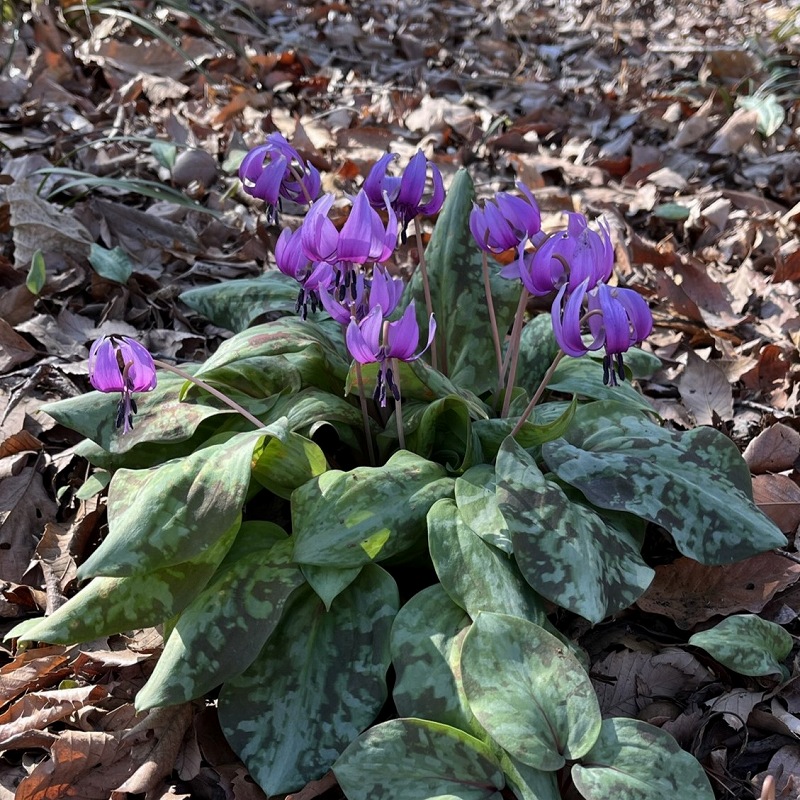 Erythronium japonicum - deep purple flowers and leaves