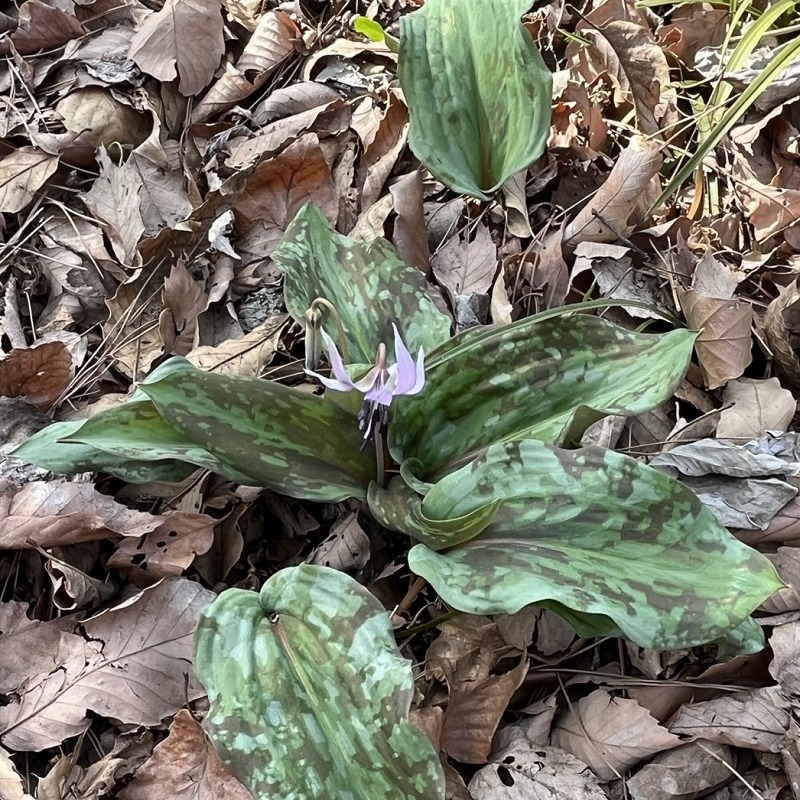 Erythronium japonicum - pale purple flower and leaves